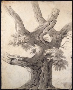 Estudio de un árbol, 1823